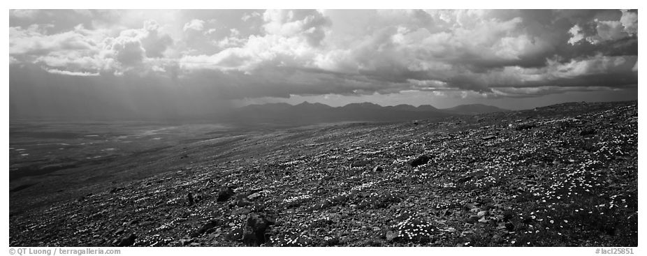 Tundra wildflowers under storm clouds. Lake Clark National Park (black and white)