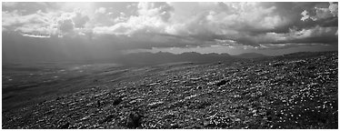 Tundra wildflowers under storm clouds. Lake Clark National Park (Panoramic black and white)