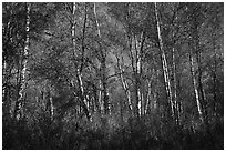 Autumn forest. Lake Clark National Park ( black and white)