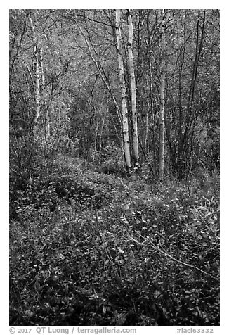 Trees and undergrowth with autumn foliage. Lake Clark National Park (black and white)