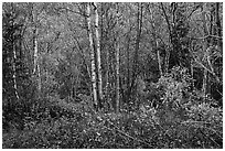 Northern trees and undergrowth with fall foliage. Lake Clark National Park ( black and white)