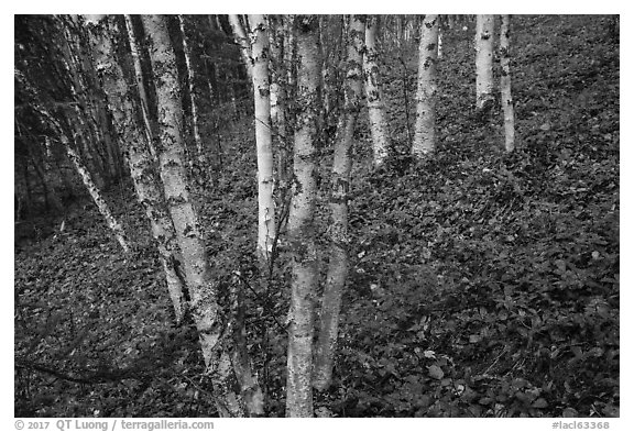 Birch trees and red undergrowth in autumn. Lake Clark National Park (black and white)