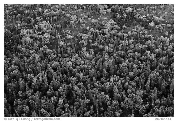 Aerial view of forest in fall foliage. Lake Clark National Park (black and white)