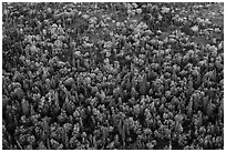 Aerial view of forest in fall foliage. Lake Clark National Park ( black and white)