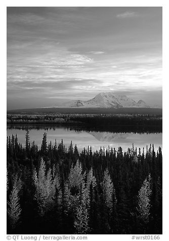 Mt Wrangell reflected in Willow lake, early morning. Wrangell-St Elias National Park, Alaska, USA.