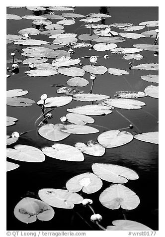 Water lilies in a pond near Chokosna. Wrangell-St Elias National Park, Alaska, USA.