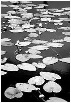Water lilies in a pond near Chokosna. Wrangell-St Elias National Park ( black and white)