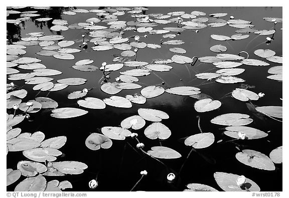 Water lilies blooming in pond near Chokosna. Wrangell-St Elias National Park (black and white)