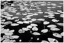 Water lilies blooming in pond near Chokosna. Wrangell-St Elias National Park, Alaska, USA. (black and white)