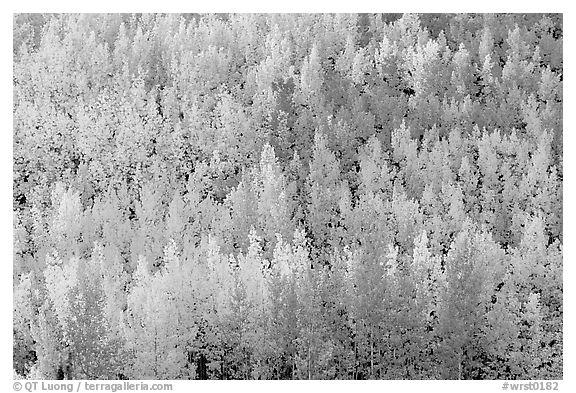 Autunm colors near Chokosna. Wrangell-St Elias National Park, Alaska, USA.