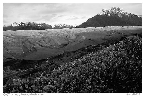 Wildflowers, Mt Donoho above Root glacier. Wrangell-St Elias National Park, Alaska, USA.