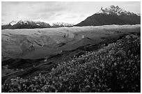 Wildflowers, Mt Donoho above Root glacier. Wrangell-St Elias National Park, Alaska, USA. (black and white)