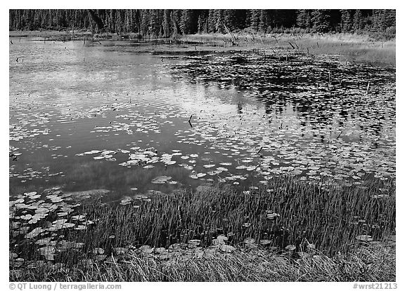 Pond with grasses, water lillies in bloom, and reflections. Wrangell-St Elias National Park (black and white)