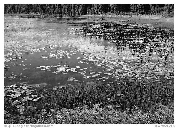 Pond with grasses, water lillies in bloom, and reflections. Wrangell-St Elias National Park, Alaska, USA.