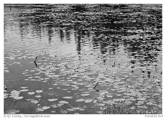 Water lilies and reflextions in pond near Chokosna. Wrangell-St Elias National Park (black and white)
