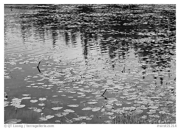 Water lilies and reflections in pond near Chokosna. Wrangell-St Elias National Park, Alaska, USA.