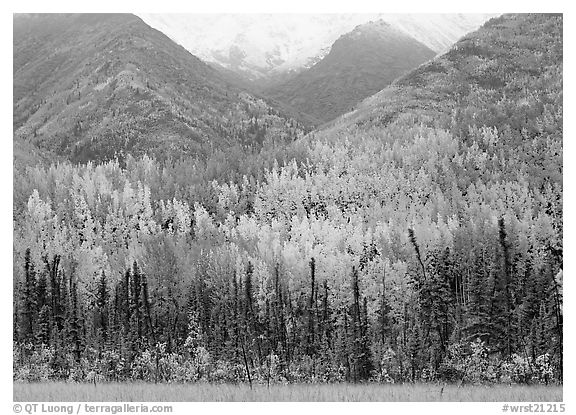 Mountain sloppes with aspens in different stages of autumn colors. Wrangell-St Elias National Park, Alaska, USA.