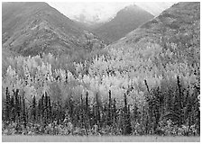 Mountain sloppes with aspens in different stages of autumn colors. Wrangell-St Elias National Park, Alaska, USA. (black and white)