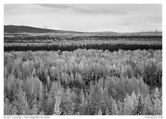 Flat valley with aspen trees in fall colors. Wrangell-St Elias National Park, Alaska, USA.