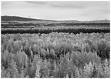 Flat valley with aspen trees in fall colors. Wrangell-St Elias National Park, Alaska, USA. (black and white)