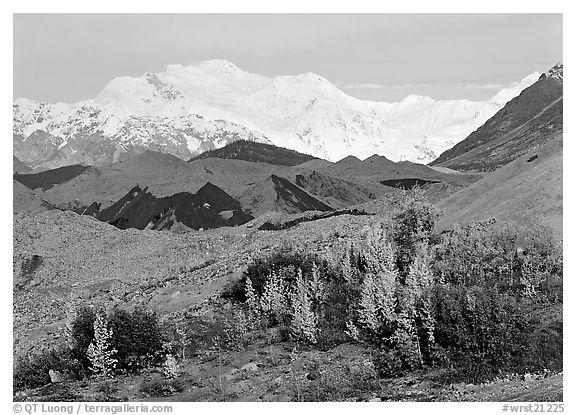 Trees in fall colors, moraines, and Mt Blackburn. Wrangell-St Elias National Park, Alaska, USA.