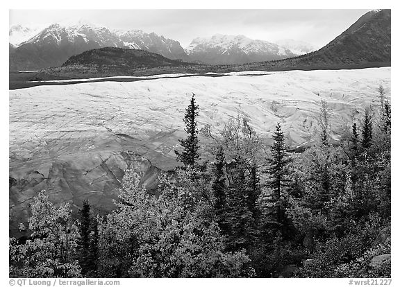 Trees, Root Glacier, and Wrangell Mountains. Wrangell-St Elias National Park, Alaska, USA.