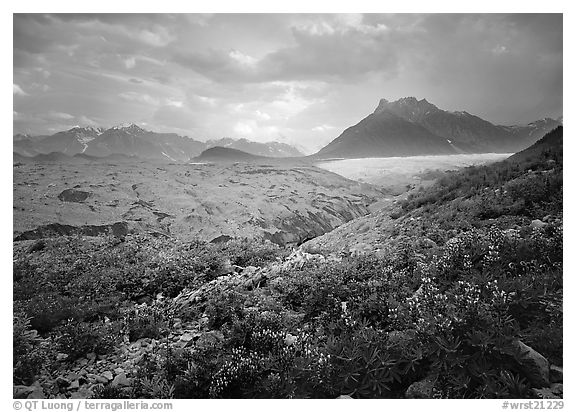 Lupine, Root Glacier, Donohoe Peak in summer. Wrangell-St Elias National Park (black and white)