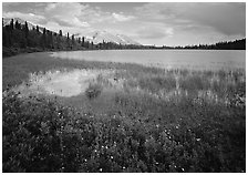 Wildflowers, reeds, and lake at the base of Mt Donoho. Wrangell-St Elias National Park ( black and white)