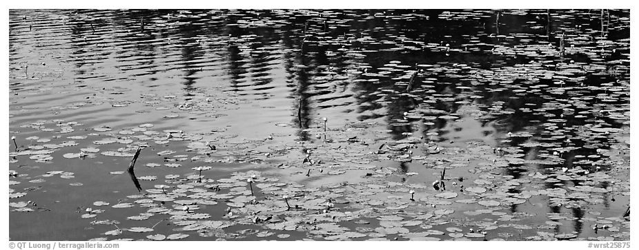 Water lillies and spruce reflections. Wrangell-St Elias National Park (black and white)