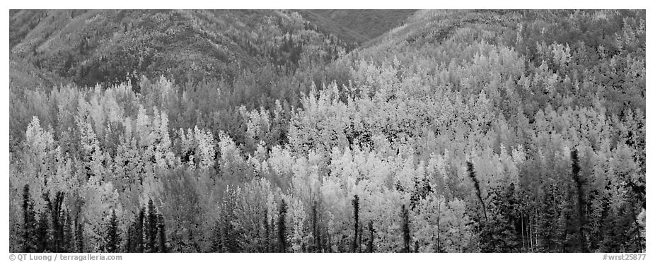 Mosaic of aspens in various color shades. Wrangell-St Elias National Park (black and white)