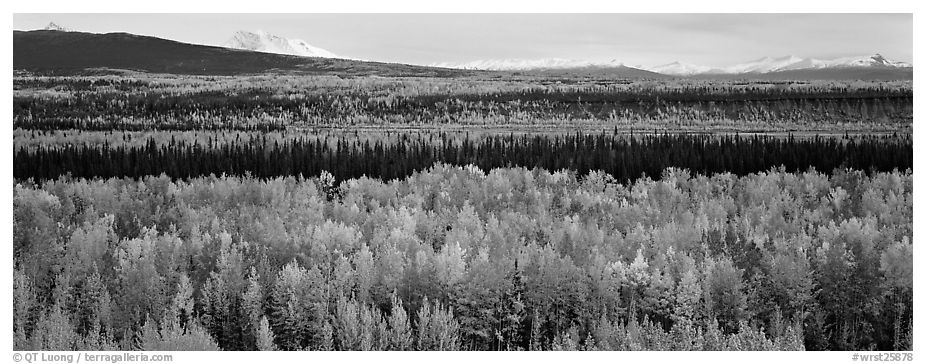 Valley with aspen trees in autumn. Wrangell-St Elias National Park (black and white)