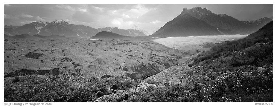 Lupines, moraine, and glacier. Wrangell-St Elias National Park (black and white)