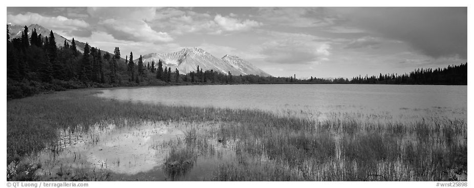 Reeds, pond, and mountains with open horizon. Wrangell-St Elias National Park, Alaska, USA.