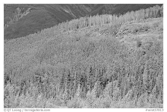 Forested hill. Wrangell-St Elias National Park, Alaska, USA.