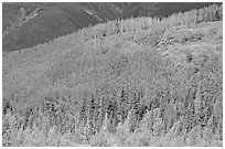 Forested hill. Wrangell-St Elias National Park, Alaska, USA. (black and white)