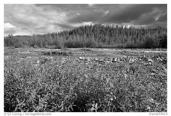 Fireweed along river. Wrangell-St Elias National Park, Alaska, USA.