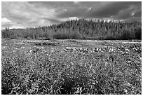 Fireweed along river. Wrangell-St Elias National Park, Alaska, USA. (black and white)