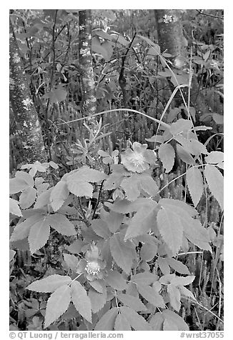 Wild Rose and tree trunks. Wrangell-St Elias National Park, Alaska, USA.