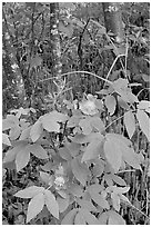 Wild Rose and tree trunks. Wrangell-St Elias National Park ( black and white)