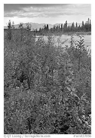 Fireweed near an arm of the Kennicott River, sunset. Wrangell-St Elias National Park, Alaska, USA.