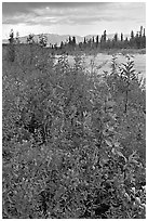 Fireweed near an arm of the Kennicott River, sunset. Wrangell-St Elias National Park, Alaska, USA. (black and white)