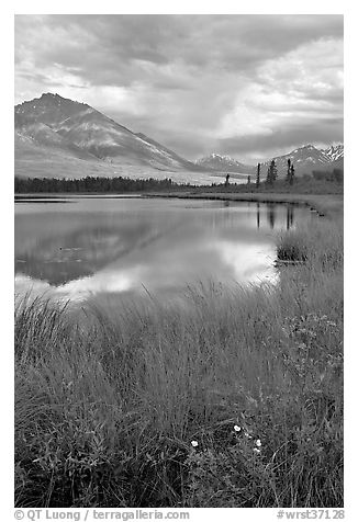 Flowers, grasses, lake, and mountains. Wrangell-St Elias National Park, Alaska, USA.