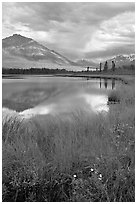 Flowers, grasses, lake, and mountains. Wrangell-St Elias National Park, Alaska, USA. (black and white)