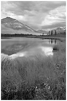 Flowers, grasses, lake, and mountains. Wrangell-St Elias National Park, Alaska, USA. (black and white)