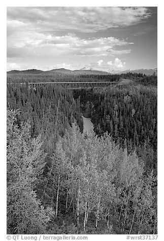Aspen, Kuskulana canyon and bridge. Wrangell-St Elias National Park (black and white)