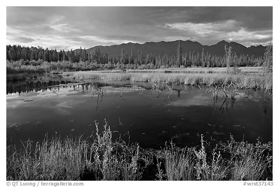 Pond and swamp with dark water. Wrangell-St Elias National Park (black and white)