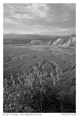 Fireweed, Kotsina river plain, and bluffs. Wrangell-St Elias National Park, Alaska, USA.