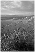 Fireweed, Kotsina river plain, and bluffs. Wrangell-St Elias National Park, Alaska, USA. (black and white)