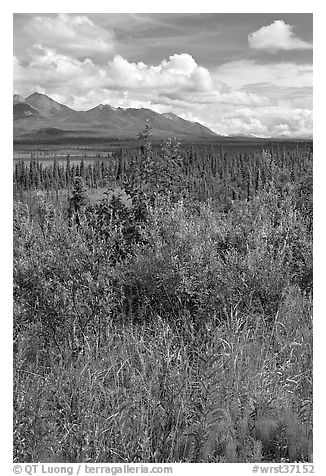 Fireweed, tundra, and Mentasta Mountains. Wrangell-St Elias National Park, Alaska, USA.