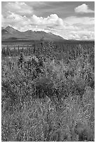 Fireweed, tundra, and Mentasta Mountains. Wrangell-St Elias National Park, Alaska, USA. (black and white)